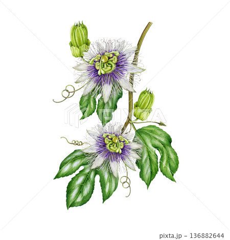 Passiflora plant vine with flowers leaves hand drawn watercolor illustration. Passion flower twig vintage style botanical illustration. Blooming passiflora plant element isolated on white background Passiflora plant vine with flowers leaves hand drawn watercolor illustration. Passion flower twig vintage style botanical illustration. Blooming passiflora plant element isolated on white background 136882644