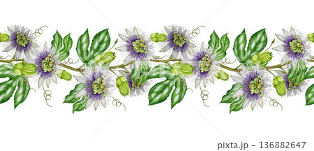 Passiflora vine with flowers, leaves seamless border decoration. Hand drawn passion flower plant vintage style watercolor botanical illustration. Passiflora plant seamless border decoration isolated Passiflora vine with flowers, leaves seamless border decoration. Hand drawn passion flower plant vintage style watercolor botanical illustration. Passiflora plant seamless border decoration isolated 136882647