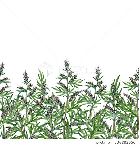Fresh mugwort plant seamless border decor watercolor illustration. Hand drawn artemisia vulgaris medicinal plant vintage style botanical illustration. Mugwort herb stems border on white background Fresh mugwort plant seamless border decor watercolor illustration. Hand drawn artemisia vulgaris medicinal plant vintage style botanical illustration. Mugwort herb stems border on white background 136882656