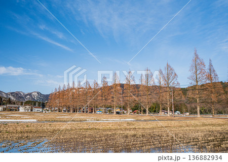 メタセコイア並木　新・日本街路樹百景　滋賀県高島市マキノ町 136882934