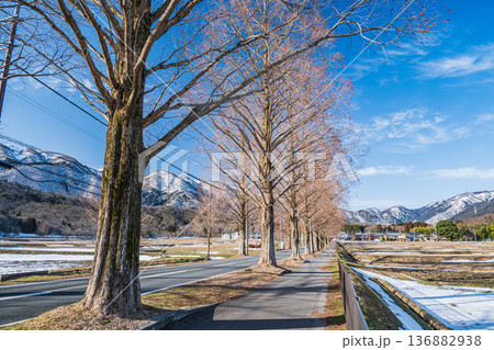 メタセコイア並木 新・日本街路樹百景 滋賀県高島市マキノ町 メタセコイア並木 新・日本街路樹百景 滋賀県高島市マキノ町 136882938