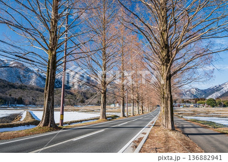 メタセコイア並木　新・日本街路樹百景　滋賀県高島市マキノ町 136882941