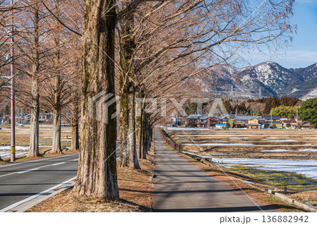 メタセコイア並木　新・日本街路樹百景　滋賀県高島市マキノ町 136882942