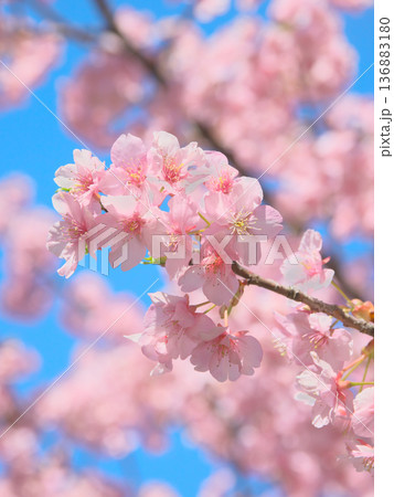 青空に映えて鮮やかに咲く満開の河津桜 自然風景(2026年2月) 青空に映えて鮮やかに咲く満開の河津桜 自然風景(2026年2月) 136883180