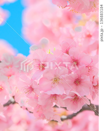 青空に映えて鮮やかに咲く満開の河津桜　 自然風景（2026年2月） 136883184