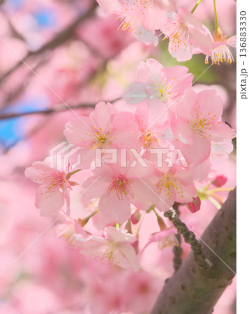鮮やかに咲く満開の河津桜 自然風景(2026年2月) 鮮やかに咲く満開の河津桜 自然風景(2026年2月) 136883330