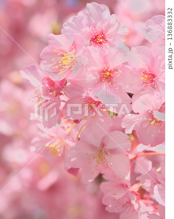 鮮やかに咲く満開の河津桜　 自然風景（2026年2月） 136883332