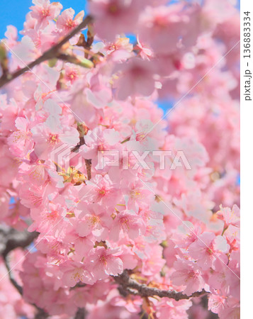 鮮やかに咲く満開の河津桜 自然風景(2026年2月) 鮮やかに咲く満開の河津桜 自然風景(2026年2月) 136883334