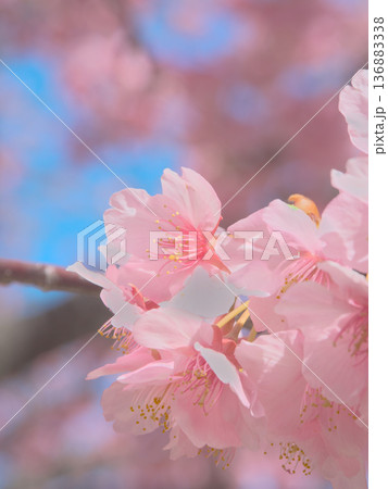 鮮やかに咲く満開の河津桜 自然風景(2026年2月) 鮮やかに咲く満開の河津桜 自然風景(2026年2月) 136883338