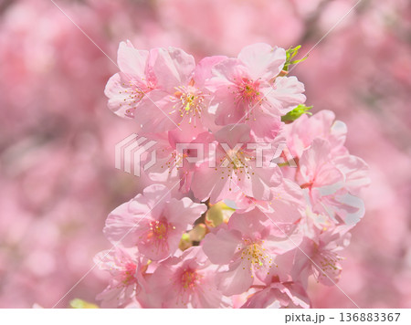 鮮やかに咲く満開の河津桜　 自然風景（2026年2月） 136883367