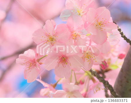 鮮やかに咲く満開の河津桜 自然風景(2026年2月) 鮮やかに咲く満開の河津桜 自然風景(2026年2月) 136883371