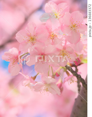鮮やかに咲く満開の河津桜 自然風景(2026年2月) 鮮やかに咲く満開の河津桜 自然風景(2026年2月) 136883372