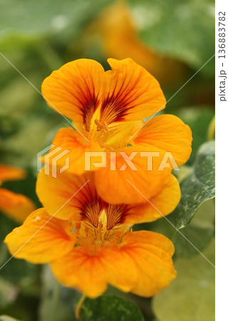 ナスタチウムの花 136883782