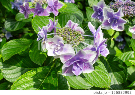 アジサイの花（金平糖） 136883992