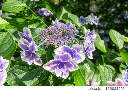 アジサイの花（金平糖） 136883993