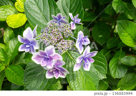 アジサイの花（金平糖） 136883994