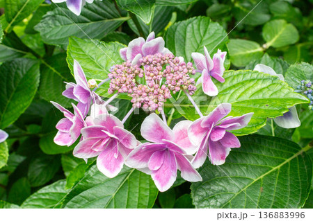 アジサイの花(金平糖) アジサイの花(金平糖) 136883996
