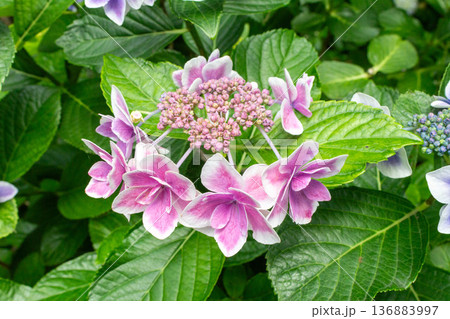 アジサイの花(金平糖) アジサイの花(金平糖) 136883997