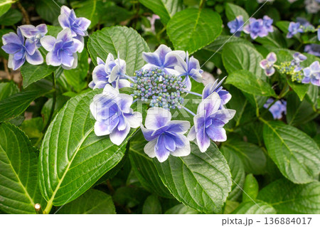 アジサイの花（金平糖） 136884017