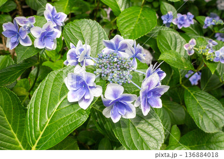 アジサイの花(金平糖) アジサイの花(金平糖) 136884018