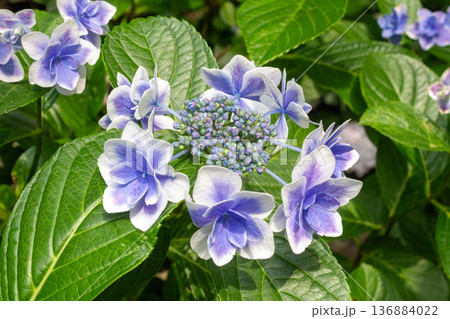 アジサイの花(金平糖) アジサイの花(金平糖) 136884022