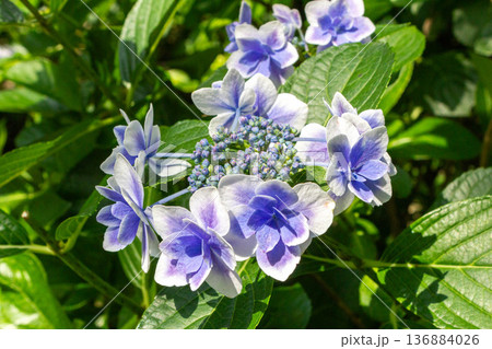アジサイの花(金平糖) アジサイの花(金平糖) 136884026