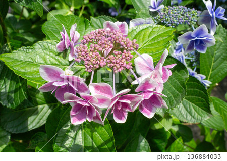 アジサイの花(金平糖) アジサイの花(金平糖) 136884033