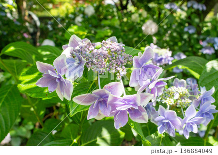 アジサイの花(金平糖) アジサイの花(金平糖) 136884049