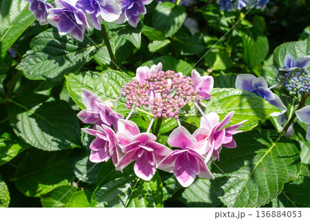 アジサイの花（金平糖） 136884053