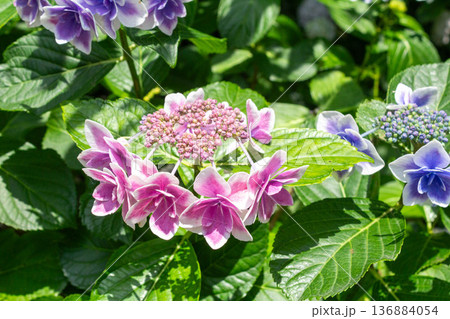 アジサイの花（金平糖） 136884054