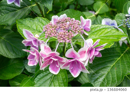 アジサイの花(金平糖) アジサイの花(金平糖) 136884060