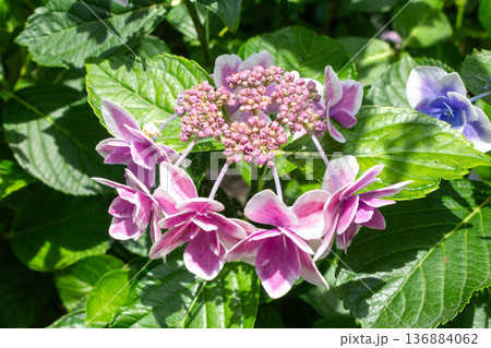 アジサイの花(金平糖) アジサイの花(金平糖) 136884062