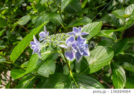 アジサイの花(金平糖) アジサイの花(金平糖) 136884064