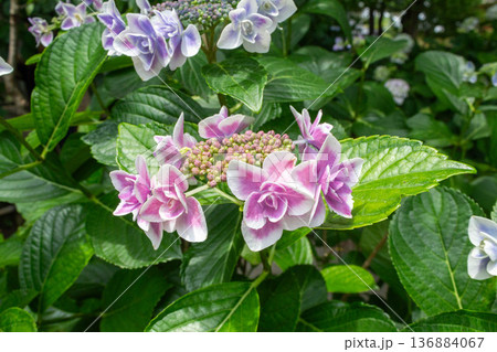 アジサイの花(金平糖) アジサイの花(金平糖) 136884067