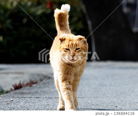 瀬戸内海に浮かぶ香川県男木島の歩いて来る猫 136884116