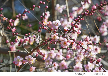 枝垂れ梅 136884117