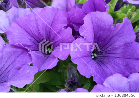 紫色の花を咲かすパンジー 紫色の花を咲かすパンジー 136884356