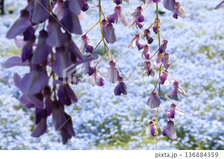 垂れ下がる藤の花とネモフィラの背景 垂れ下がる藤の花とネモフィラの背景 136884359
