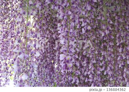 紫の藤の花 紫の藤の花 136884362