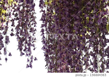垂れ下がる藤の花 136884363