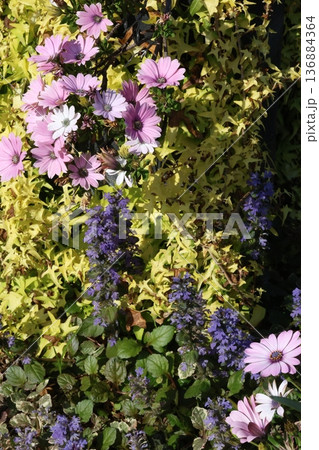 紫の花 紫の花 136884364