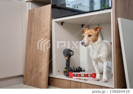Small dog standing in open kitchen cabinet with drill and spirit level Small dog standing in open kitchen cabinet with drill and spirit level 136884410