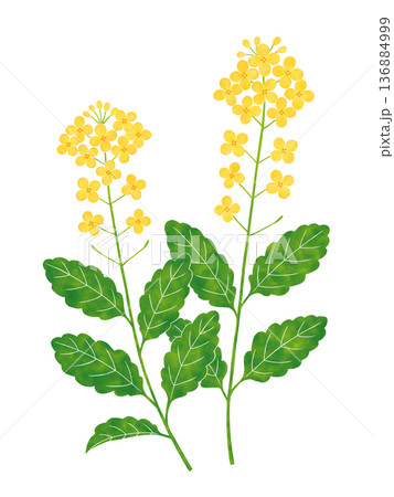 水彩風の菜の花 水彩風の菜の花 136884999