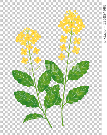 水彩風の菜の花 水彩風の菜の花 136884999
