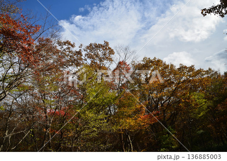 那須平成の森　2025-11-2　＃51 136885003