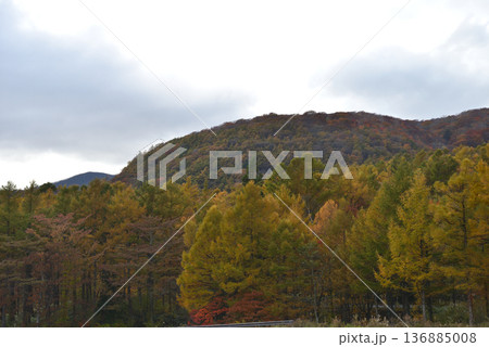 那須平成の森　2025-11-2　＃56 136885008