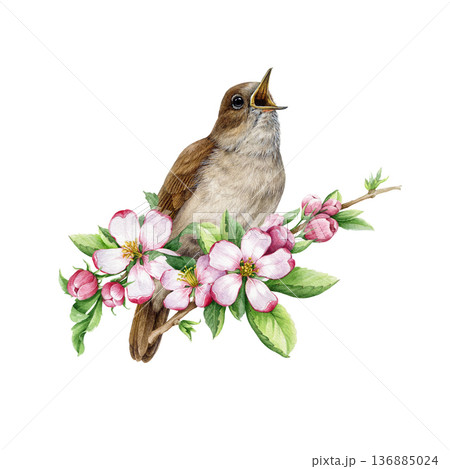 Nightingale bird decorated with blooming apple tree flowers vintage style watercolor illustration. Hand drawn European forest songbird with springtime floral decor isolated on white background Nightingale bird decorated with blooming apple tree flowers vintage style watercolor illustration. Hand drawn European forest songbird with springtime floral decor isolated on white background 136885024