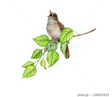 Singing nightingale bird on birch tree branch watercolor illustration. Hand drawn luscinia megarhynchos European wildlife forest songbird perched on a twig. Common nightingale on white background Singing nightingale bird on birch tree branch watercolor illustration. Hand drawn luscinia megarhynchos European wildlife forest songbird perched on a twig. Common nightingale on white background 136885025