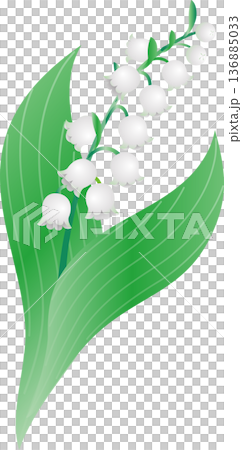 スズラン(鈴蘭)の花のイラスト。5月の花、植物、自然、ブライダル、結婚式、春、初夏、ボタニカル スズラン(鈴蘭)の花のイラスト。5月の花、植物、自然、ブライダル、結婚式、春、初夏、ボタニカル 136885033
