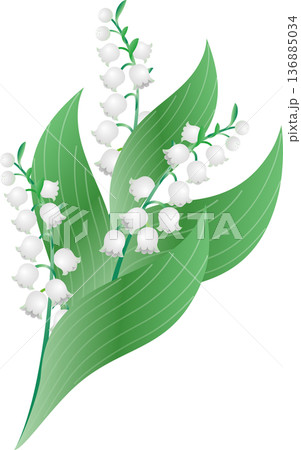 スズラン（鈴蘭）の花のイラスト。5月の花、植物、自然、ブライダル、結婚式、春、初夏、ボタニカル 136885034